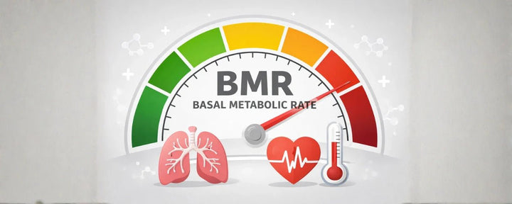 What Is BMR and Why Is It Important for Your Diet?