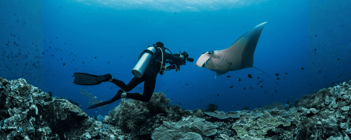 seorang penyelam scuba yang tengah mengamati manta ray di dasar laut, menggambarkan bagaimana manfaat scuba diving membuka kesempatan untuk eksplorasi bawah laut, meningkatkan kebugaran, serta memberi manfaat relaksasi dan kedekatan dengan alam.
