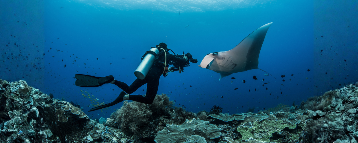 seorang penyelam scuba yang tengah mengamati manta ray di dasar laut, menggambarkan bagaimana manfaat scuba diving membuka kesempatan untuk eksplorasi bawah laut, meningkatkan kebugaran, serta memberi manfaat relaksasi dan kedekatan dengan alam.