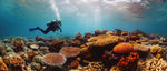 6 Perbedaan Scuba Diving dan Freediving, Jangan Salah Pilih!